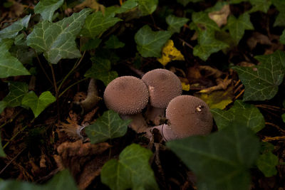 Close-up of mushrooms growing on plant