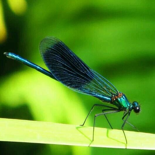 focus on foreground, insect, close-up, one animal, animals in the wild, green color, wildlife, animal themes, plant, nature, fragility, stem, growth, dragonfly, selective focus, flower, leaf, beauty in nature, day, no people