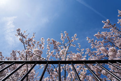 Low angle view of trees against blue sky