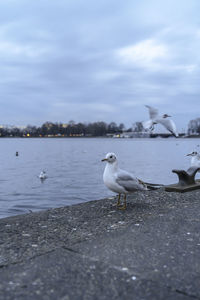 Seagull perching on a beach