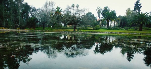 Reflection of trees in lake