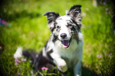 Portrait of dog sticking out tongue on field