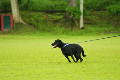 Dog looking away on field