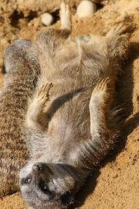 Close-up of cat relaxing outdoors