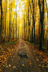 Dirt road amidst trees in forest during autumn