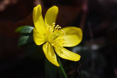 Close-up of yellow flower blooming outdoors