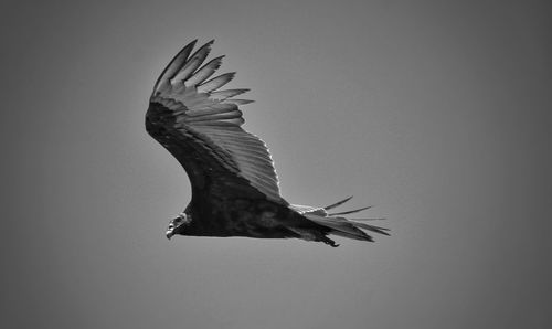 Bird flying over the sky