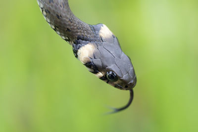 Close-up of bird