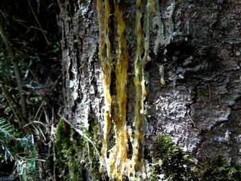 Close-up of moss on tree trunk in forest