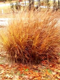 High angle view of dry grass on field