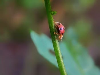 Close-up of lizard on leaf