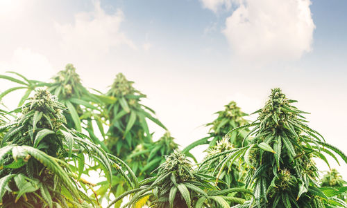 Low angle view of fresh green plants against sky