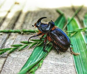 Close-up of insect