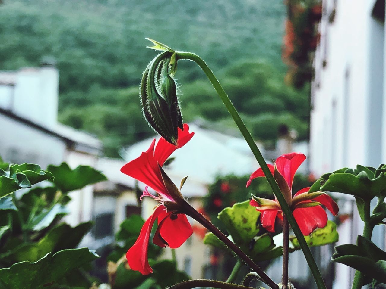 RED FLOWERS BLOOMING OUTDOORS