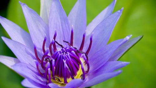 Close-up of purple water lily