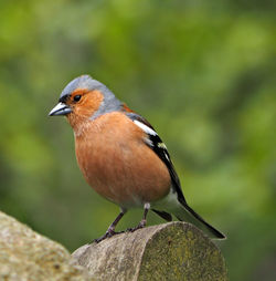 Close-up of bird perching outdoors