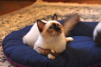 Cat sitting on sofa at home