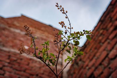 Low angle view of plant against building