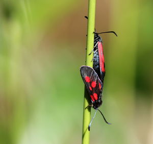 Close-up of insect on leaf