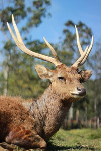 Close-up of deer on land