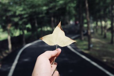 Cropped image of hand holding dry leaf against road