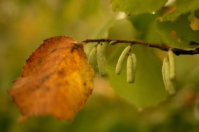 Close-up of plant growing on tree