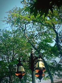 Low angle view of trees against sky