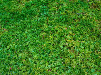 Full frame shot of fresh green grass