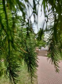 Close-up of pine tree branch