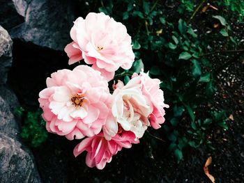 Close-up of pink flower