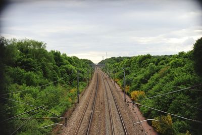 Railroad tracks along trees and plants