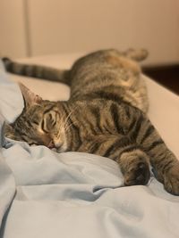 Sleepy cat in bed