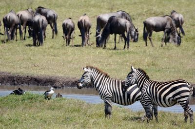 Zebras on zebra