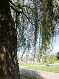 View of trees in park