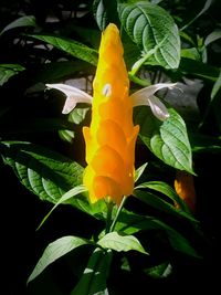 Close-up of yellow flower