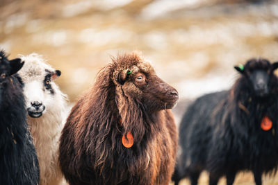 Sheep in a field