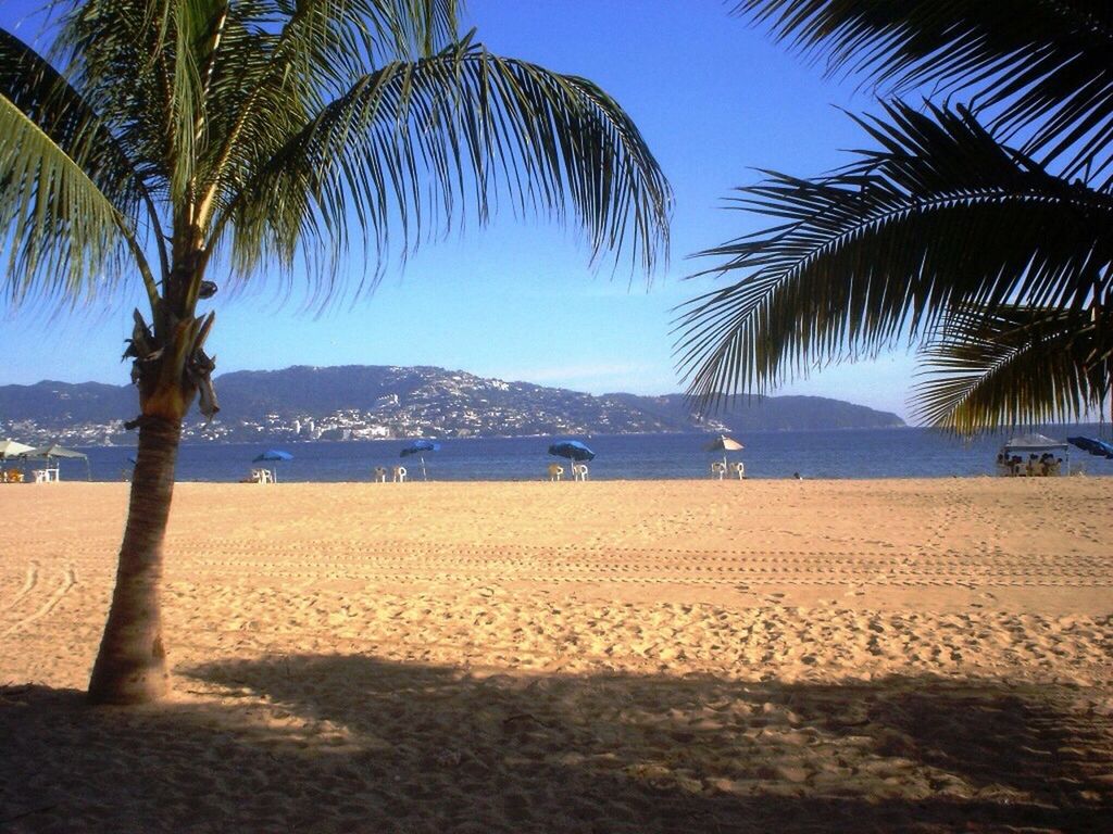 sand, beach, palm tree, tree, tranquility, tranquil scene, scenics, sea, shore, clear sky, beauty in nature, nature, sky, sunlight, blue, water, vacations, landscape, idyllic, growth