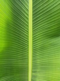 Full frame shot of palm leaf