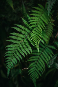 Close-up of plant