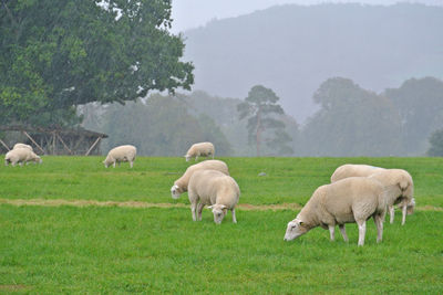 Sheep grazing in a field