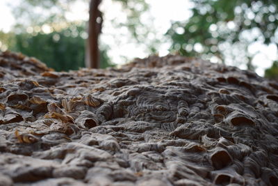 Close-up of dried tree trunk in forest