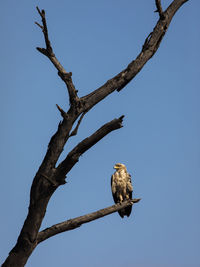 Low angle view of eagle perching on tree against sky