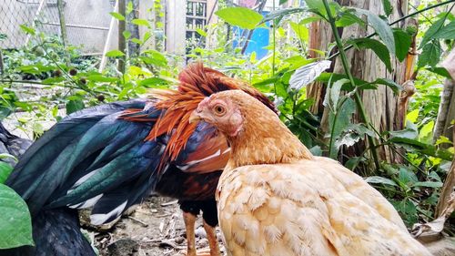 View of birds against plants