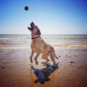 Dog playing with ball on beach