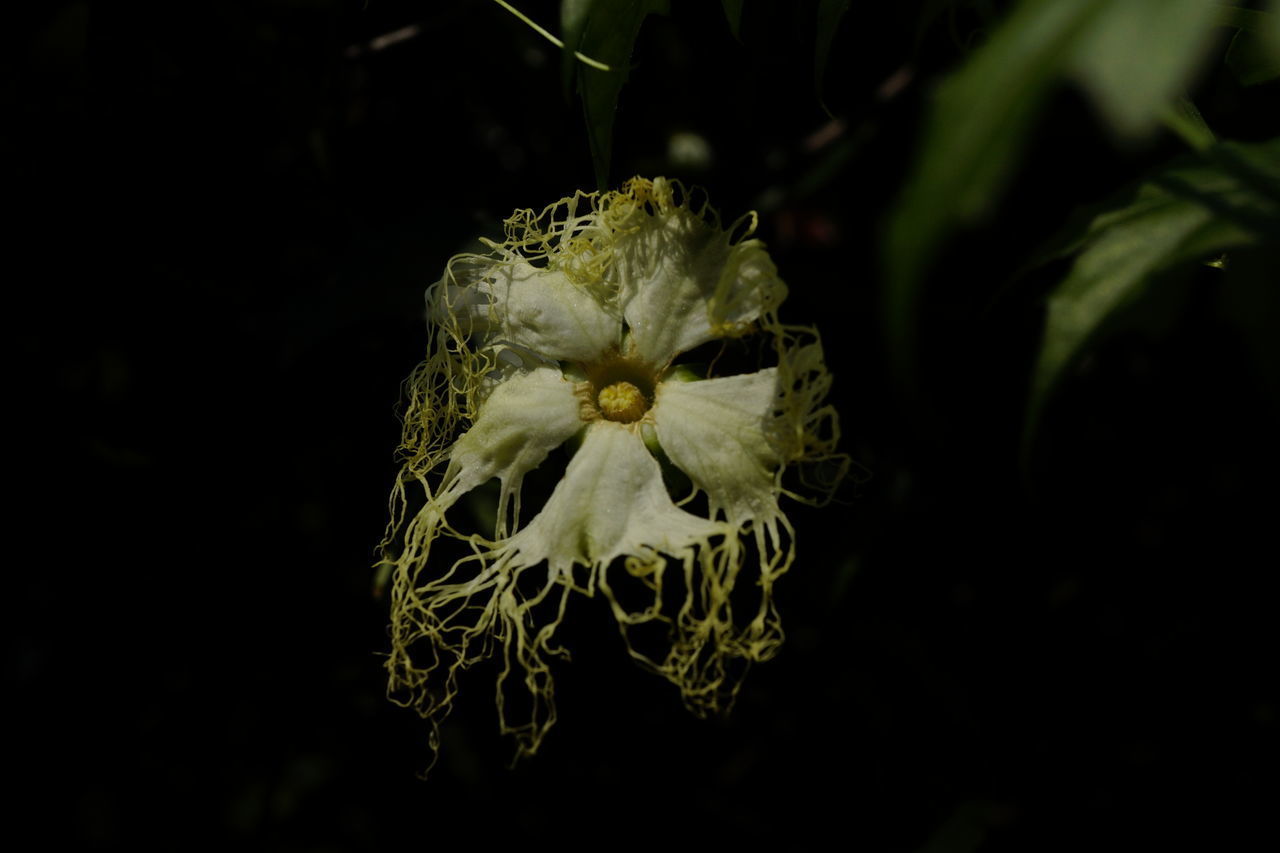 CLOSE-UP OF WHITE ROSE AGAINST BLACK BACKGROUND