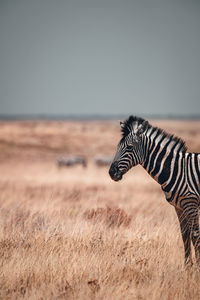 View of a zebra