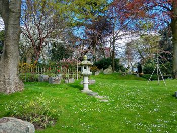 Trees growing in lawn