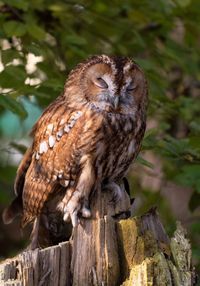 Close-up of barn owl sleeping perching on branch