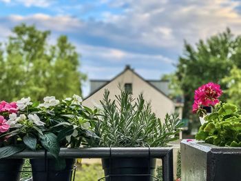 Close-up of potted plants