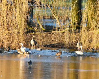 Swans swimming in water